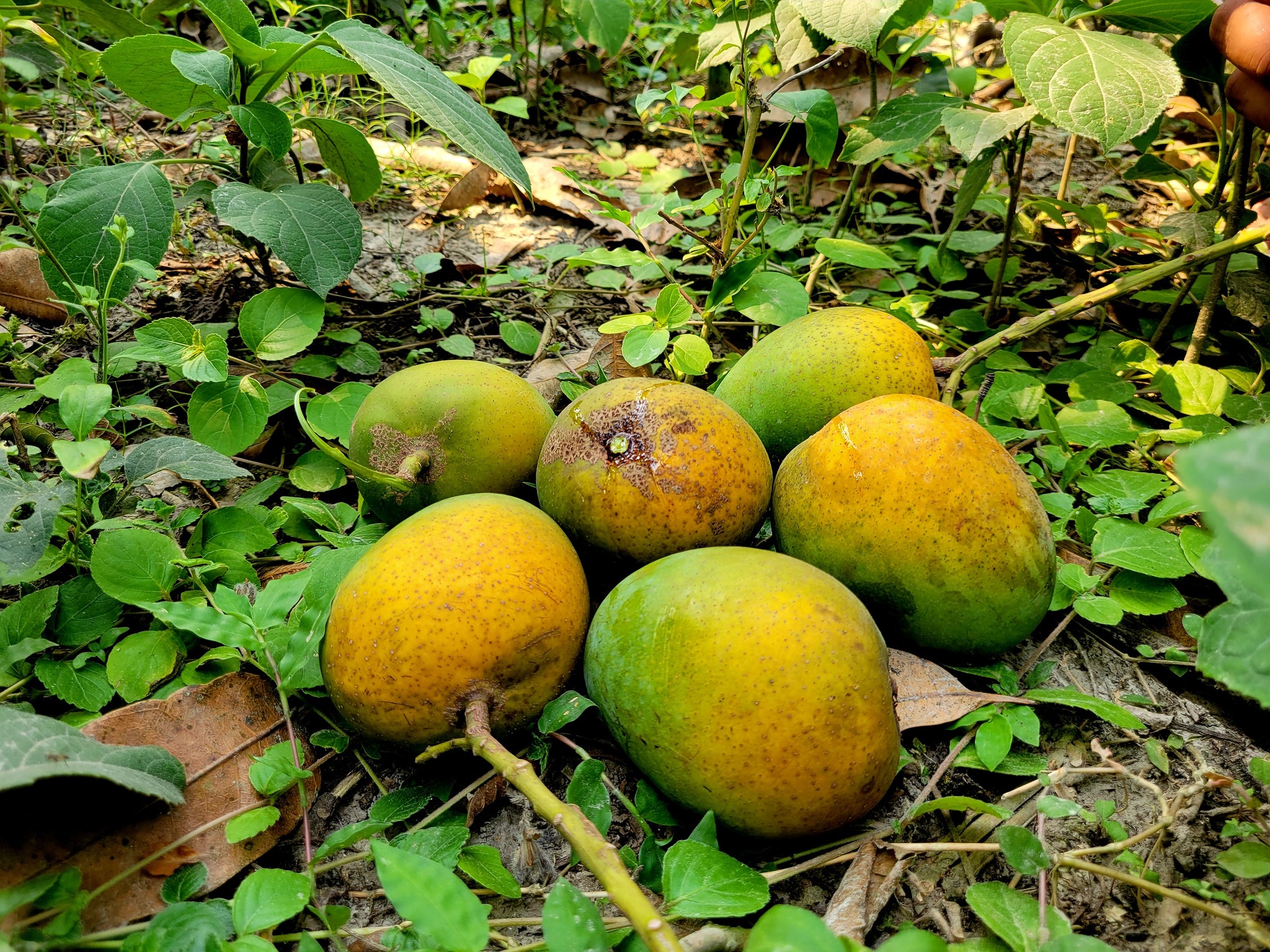 হিমসাগর